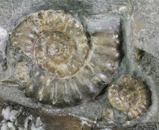 Promicroceras Ammonite Fossils - England #30737